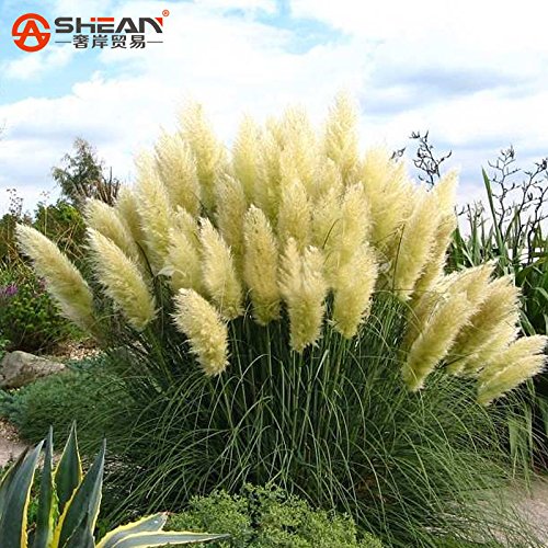 Common Yellow Pampas Grass Seeds Flower Garden Potted Ornamental Plant Cortaderia Grass Seed New 500 Pieces 