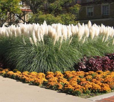 Dwarf Pampas Grass  Cortaderia Selloana Pumila  - Live Plant - 1 Gallon Pot