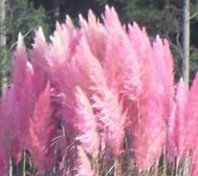Large Size Pink Pampas Grass Potted Plant 1-2 Tall Ornamental Foilage