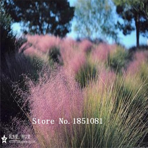 New Rare Purple Pampas Grass Seeds Ornamental Plant Flowers Cortaderia Selloana Grass Seeds 100 Pieces  Lot