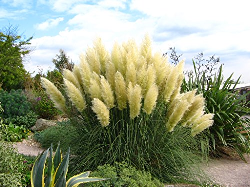 Pampas Grass Live Plant Fit 1 Gallon Aka Cortaderia Selloana W Free Decorated Poly Bag With Customize Quote