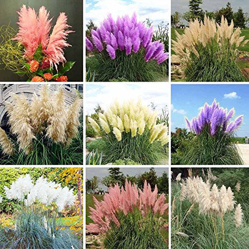 Pampas Grass Seed Patio And Garden Potted Ornamental Plants New Flowers pink Yellow White Purple Cortaderia