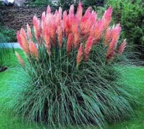 Pink Pampas Grass  Cortaderia Rosea  - Live Plant - Quart Pot