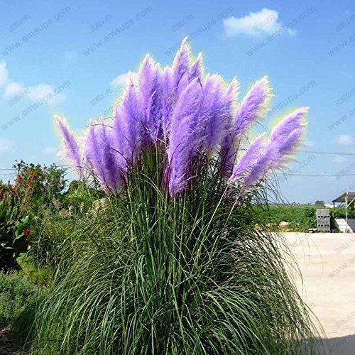 Purple Pampas Grass Seeds Ornamental Plant Flowers Cortaderia Selloana Grass Seeds 500 Pieces  Lot