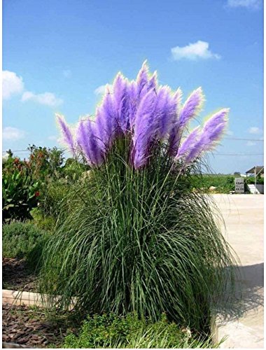 Rare Purple Pampas Grass Seeds Ornamental Plant Flowers Cortaderia Selloana Grass Seeds 1 Pack - 1200 Seeds 