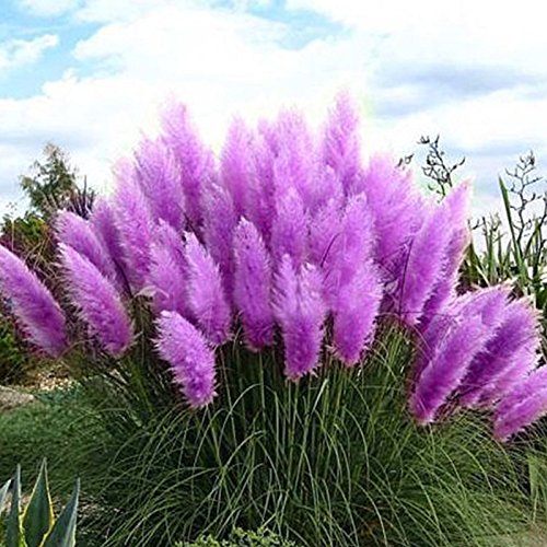 Shzons 20pcs Rare Pampas Grass Seeds Ornamental Plant Seeds Garden Plantsfragrant Blooms Perfect For Home Garden