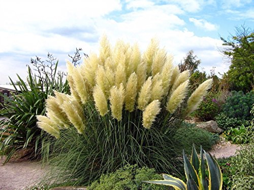 White Pampas Grass Plant - Cortaderia Selloana - 4&quot Pot