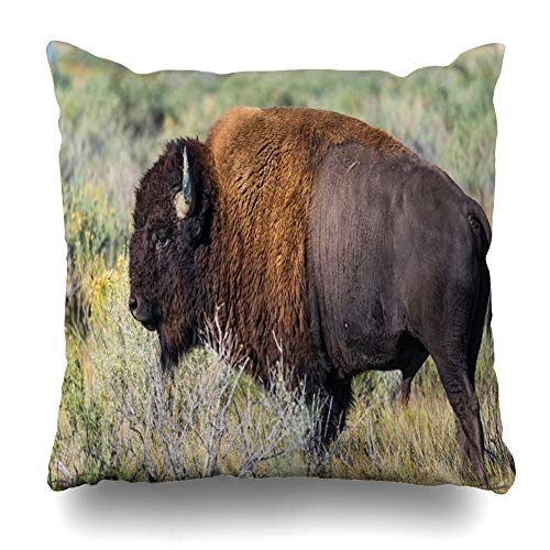 Ahawoso Throw Pillow Cover Pillowcase Square 16x16 Bison Animals Wildlife Nature Prairie Black Grass Short Majestic Old Large Horn Dangerous Plains Decorative Cushion Case Home Decor Pillowslip