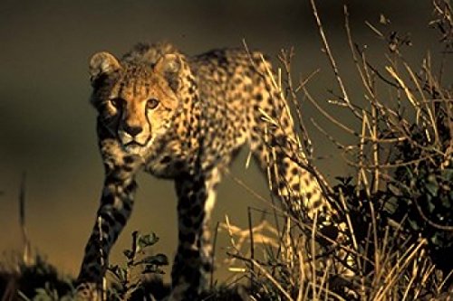 Cheetah Cub in Short Grass Masai Mara Game Reserve Kenya Poster Print by Paul Souders 18 x 12