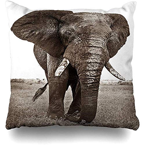 Throw Pillow Cover Wilderness African Elephant Bull Standing Short Grass Mammal Africa Africana Big Conservation Ears Home Pillow Case Square Size 18x18 Inches Zippered Decor Pillowcase