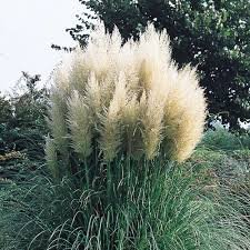 3 Gallon Pampas Grass White - Graceful White Plumes On Wispy Green Grass Elegant In Any Landscape