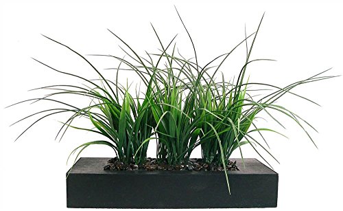 Laura Ashley Green Grass in Contemporary Wood Planter