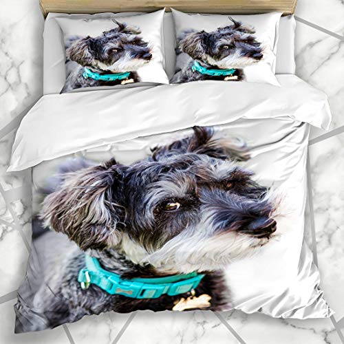 Ahawoso Duvet Cover Sets QueenFull 90x90 Quirky Happy Mini Blurred Animal Schnauzer On Fluffy Lawn White Grey Soft Grass Animals Wildlife Soft Microfiber Decorative Bedroom with 2 Pillow Shams