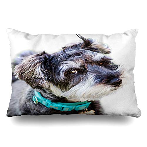 Ahawoso Throw Pillow Cover 20x26 Inches Quirky Happy Mini Blurred Animal Schnauzer On Fluffy Lawn White Grey Soft Grass Animals Wildlife Decorative Pillowcase Home Decor Cushion Pillow Case