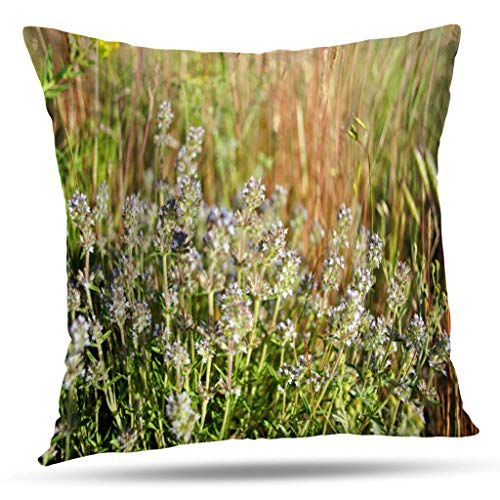 Darkchocl Decorative Throw Pillow Covers Wild Soft Grass Beautiful Beauty Bloom Botanical Wild Color Herb Square Pillowcase Cushion for Couch Sofa Bed Polyester 18 x 18 Inch