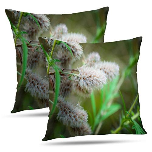 Monicl Herbs and Wildflowers Pillowcase Throw Pillow Covers Clover Flowers Soft Grass Meadow Double-Sided Cushion Cover 18 x 18 inch Set of 2 Decorative Home Gift Clover Flowers