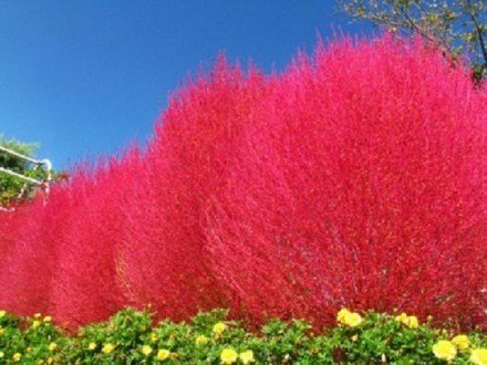 Kochia Scoparia Ambizu Heirloom 1000 Seedsbag Grass Burning Bush Kochia Scoparia Seeds RED Garden Easy Grow Landscape Plant