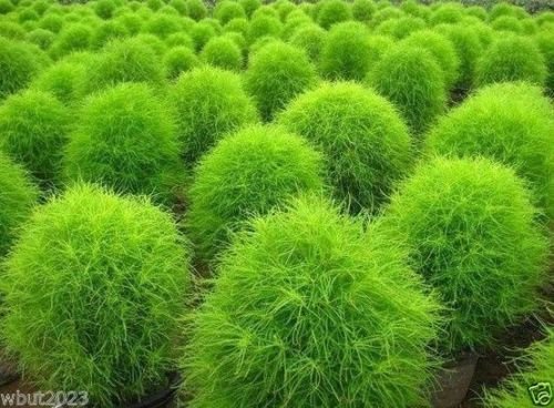 100 Burning Bush Seeds - GREEN Summer Cypress kochia scoparia