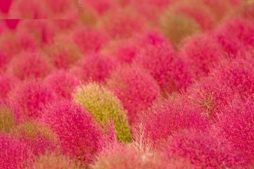 100 KOCHIA Broom Cypress  Burning Bush  Summer Cypress  Mexican Fireweed Kochia Scoparia Shrub Bush Seeds