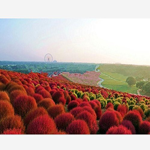 100 seedspack Grass seeds Perennial Grass Burning Bush Kochia Scoparia Seeds Red Garden Ornamental easy grow