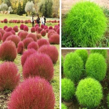 100pcs Garden Kochia Scoparia Seeds Annual Herb Foliage Plant