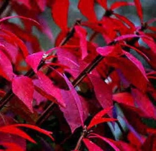 2000 BURNING BUSH SEEDS Bulk Shrub Fall Color Hedge Grass Kochia Scoparia USA