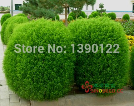 2014 Top Fashion Promotion Summer Seeds Sementes Fd612 Rare Kochia Scoparia Grass Seeds Showy E~z Grow Rapid Exotic Hardy 500pcs