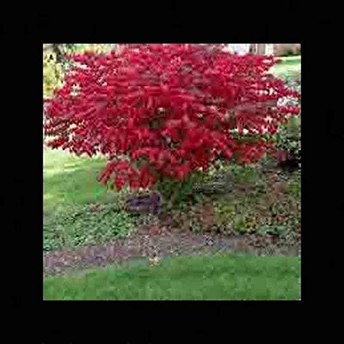 400 BURNING BUSH SEEDS Kochia Scoparia GRASS Ornamental Herb Fall Color Erosion