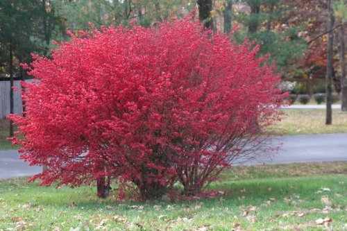 50 BURNING BUSH Kochia Scoparia Shrub Seeds