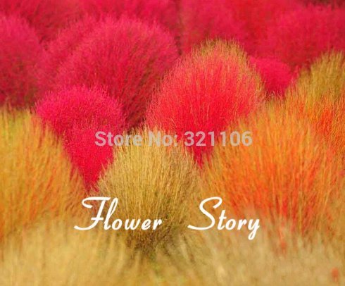 50 Kochia scoparia seeds seeds Burning Bush Grass Rapid Grow HardySummer Cypress