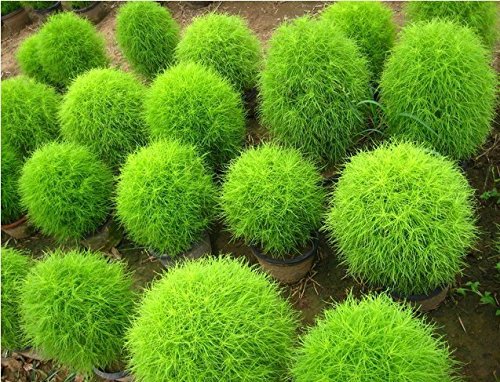 50 seedspack Bonsai Bassia Scoparia Seeds F Easy Grow Garden Decoration Bonsai Flower Seeds