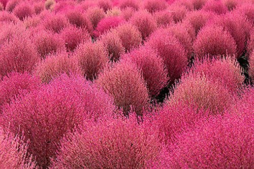 Beautiful Burning Bush Kochia Scoparia Grass Seed