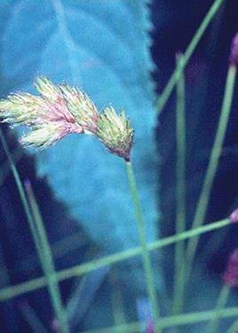 Blunt Broom Sedge Carex scoparia 1250 Certified Pure Live Seed True Native Seed