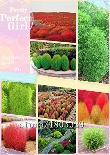 Burning Bush Grass Seeds 200pcsbag Kochia Scoparia Seeds Home Garden Ornamental Plant Summer Cypress Rapid Grow