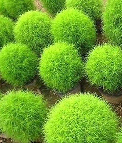 FD612 Rare Kochia Scoparia Grass Seeds Showy E~Z Grow Rapid Exotic Hardy 100PCs