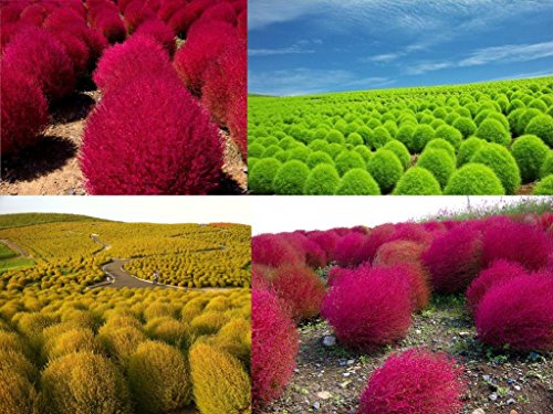 GRASS BURNING BUSH - 1400 seeds - Kochia Scoparia var trichophylla - shrub