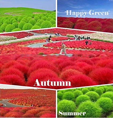 GRASS BURNING BUSH - 2800 seeds - Kochia scoparia var trichophylla - SHRUB