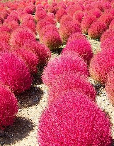 Grass Burning Bush Kochia Scoparia Red Flower Garden 1000 Seeds