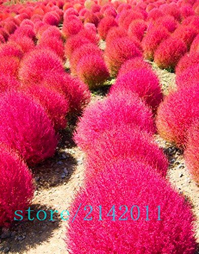 Grass seeds Perennial 200pcs Grass Burning Bush Kochia Scoparia Seeds Red Garden Ornamental easy grow