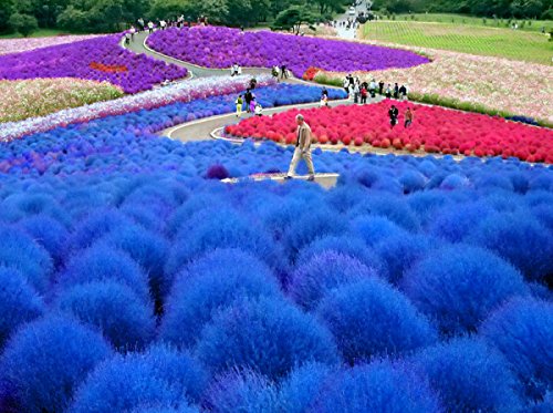 Grass seeds Perennial 300pcs Grass Burning Bush Kochia Scoparia Seeds Red Garden Ornamental easy grow