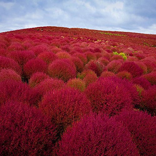 Grass seeds Perennial 300pcs Grass Burning Bush Kochia Scoparia Seeds Red Garden Ornamental easy grow For Home Garden