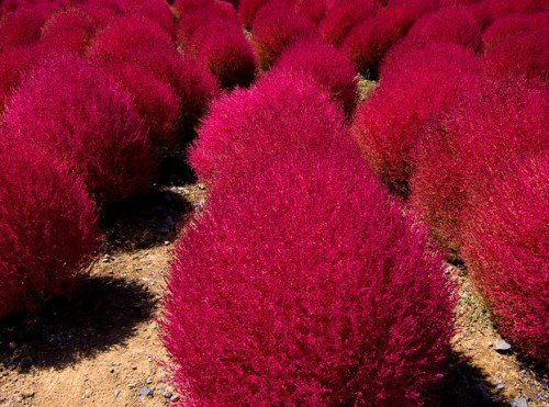 Heirloom 1000 Seeds Grass Burning Bush Kochia Scoparia RED Flower Plant Garden Bulk Exotic