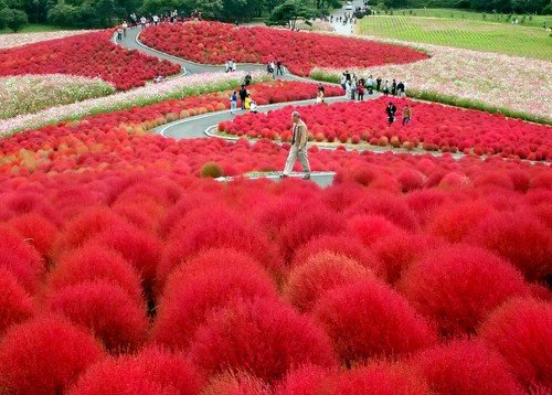 Heirloom 1000 Seeds Grass Burning Bush Kochia Scoparia RED Flower Plant Garden Bulk Exotic B0097