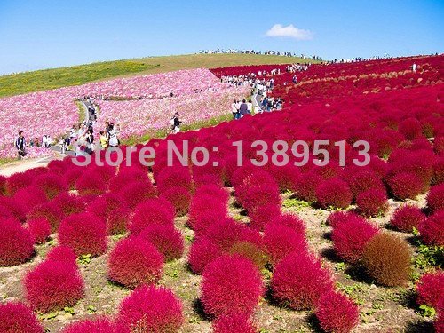 Heirloom 300 Seeds Grass Burning Bush Kochia Scoparia RED Flower Plant Garden Bulk Exotic flower seeds for home garden planting