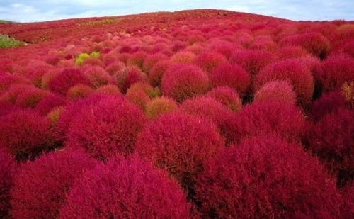 Kochia scoparia red - Burning Bush - Fireweed - 100 seeds