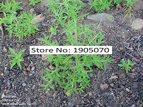 On Sale Grass seeds Perennial 100pcs Grass Burning Bush Kochia Scoparia Seeds Red Garden Ornamental easy grow