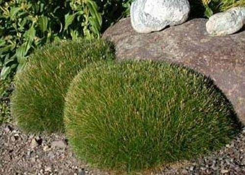 Ornamental Grass Seed - Festuca Fescue Scoparia Seeds