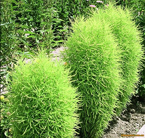 Seeds Burningbush Evergreen Kochia scoparia childsii Decorative Plant