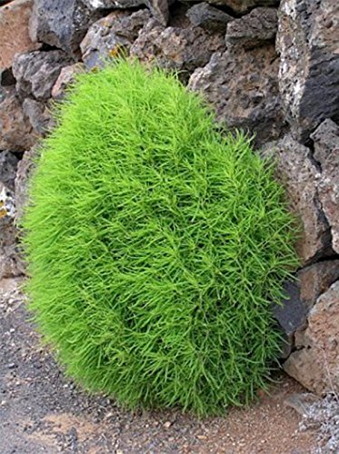 Seeds Burningbush Summer Cypress Kochia scoparia Organic Ornamental Plant