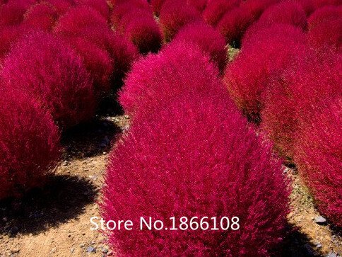 home garden 1000 Pieces Adaptability Super Plants SeedsBassia Scoparia Red Lantern Seeds  Gold Kochia Scoparia Grass Plus M